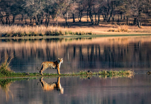Incredible India